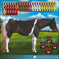 Horse Color:Liver Chestnut Tobiano