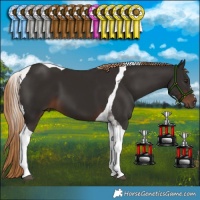 Horse Color:Liver Chestnut Tobiano