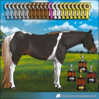 Horse Color:Liver Chestnut Tobiano