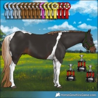 Horse Color:Liver Chestnut Tobiano