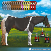 Horse Color:Liver Chestnut Tobiano