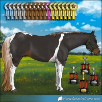 Horse Color:Liver Chestnut Tobiano 