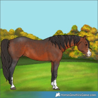 Horse Color:Bay Sabino 