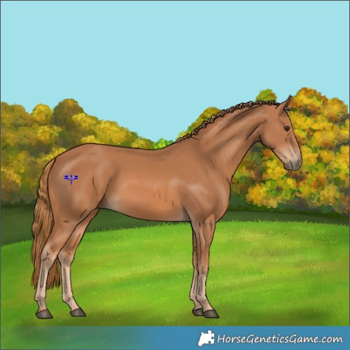Horse Color:Chestnut 