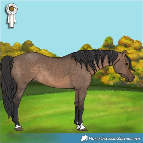 Horse Color:Brown Dun 