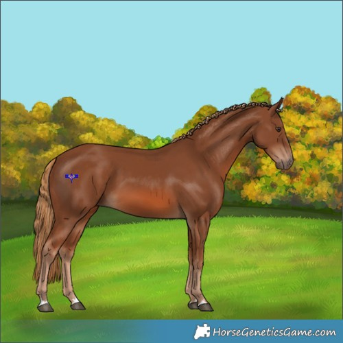 Horse Color:Chestnut 