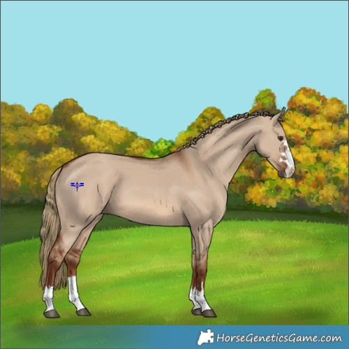 Horse Color:Red Dun 