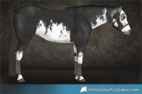 Horse Color:Gray White Spotted Liver Chestnut 