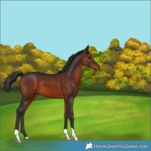 Horse Color:Bay 