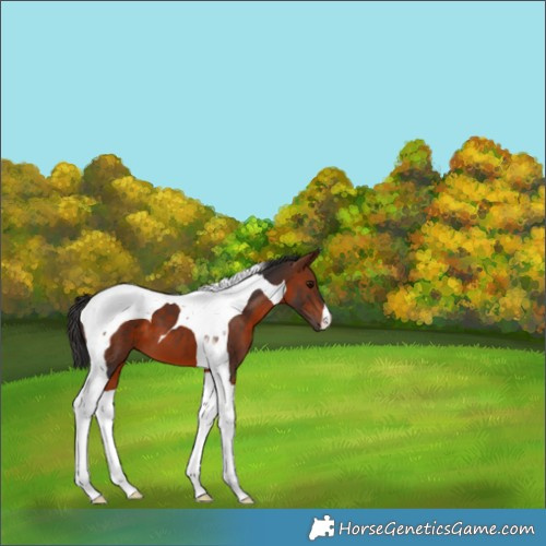 Horse Color:Bay Tobiano 