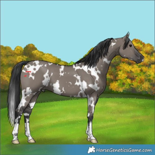 Horse Color:White Spotted Grullo 