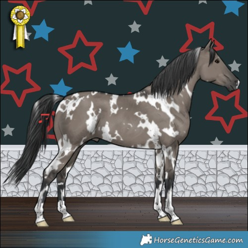 Horse Color:White Spotted Grullo 
