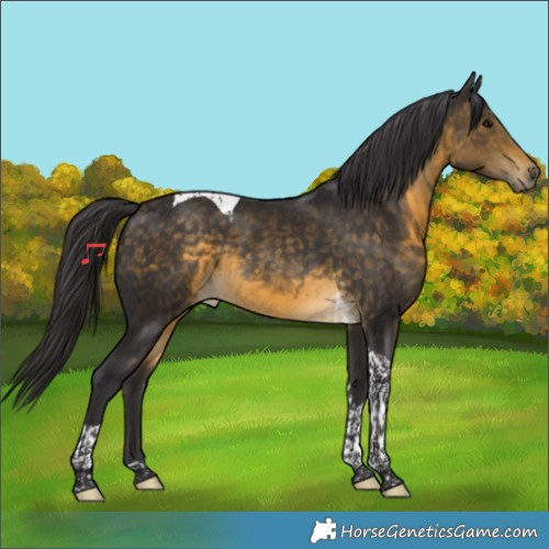 Horse Color:Buckskin Tobiano Rabicano 