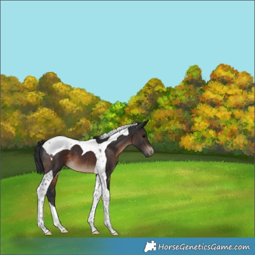 Horse Color:Brown Tobiano 