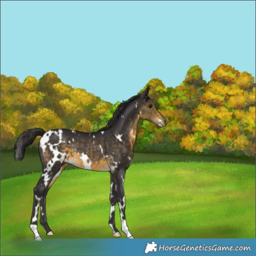 Horse Color:White Spotted Buckskin Rabicano 