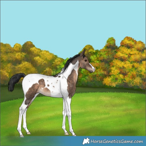 Horse Color:Brown Dun Tobiano 