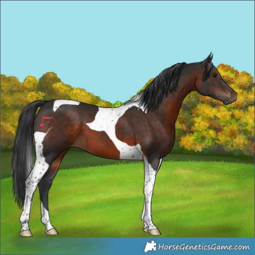 Horse Color:Brown Tobiano 