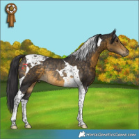 Horse Color:Buckskin Tobiano Rabicano