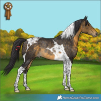 Horse Color:Buckskin Tobiano Rabicano 