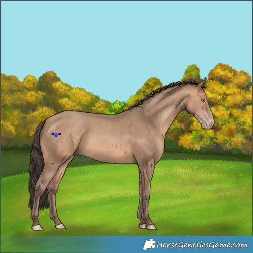 Horse Color:Amber Champagne 