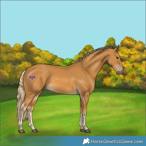 Horse Color:Palomino 