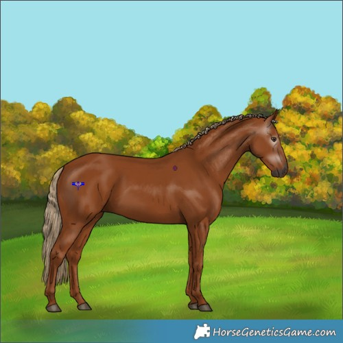 Horse Color:Gray Chestnut 