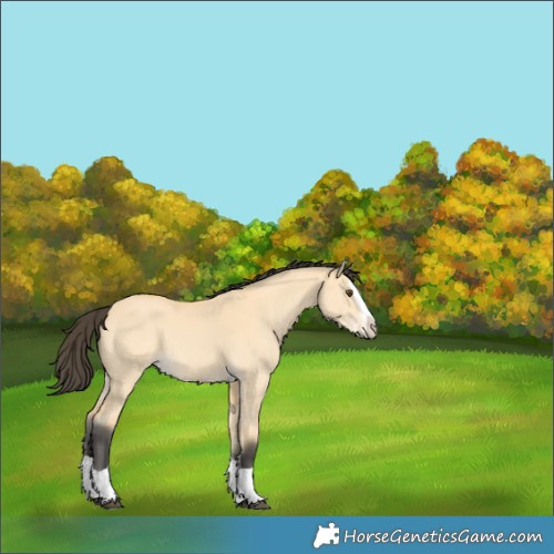 Horse Color:Buckskin Dun Splash 