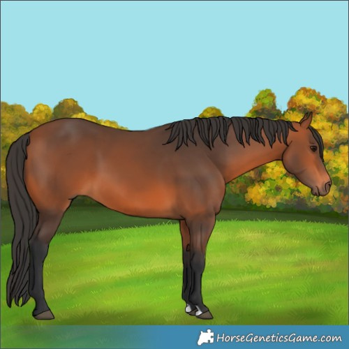 Horse Color:Brown 