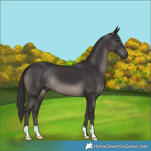 Horse Color:Smoky Black 