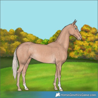 Horse Color:Cremello 