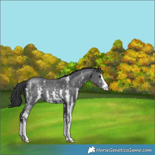 Horse Color:Black Sabino 