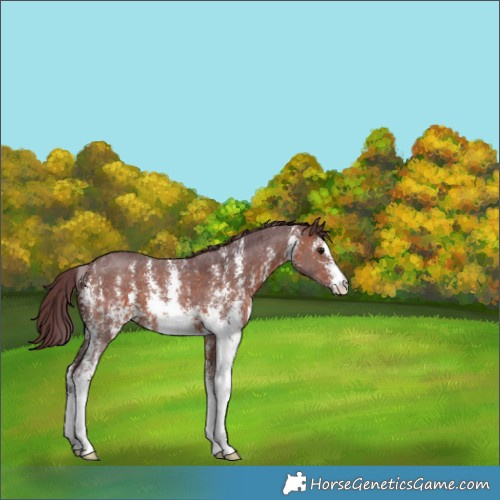 Horse Color:Chocolate Brown Sabino