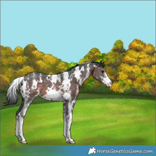 Horse Color:White Spotted Brown Sabino 