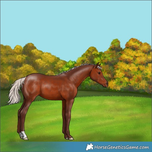Horse Color:Chocolate Silver Brown 