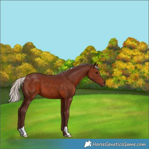 Horse Color:Chocolate Silver Brown