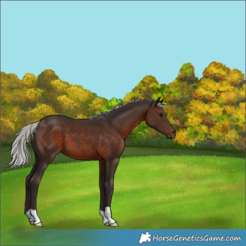 Horse Color:Silver Brown 