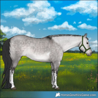 Horse Color:Platinum White Spotted Brown Dun Tobiano 