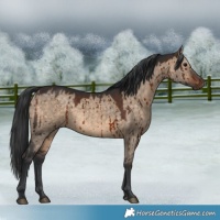 Horse Color:Brown Dun Sabino Brindle 