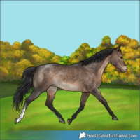 Horse Color:Brown Dun Sabino Brindle