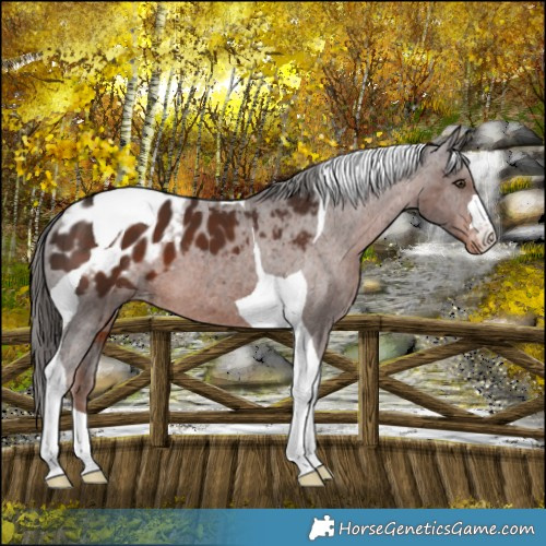 Horse Color:Liver Chestnut Tobiano Appaloosa 