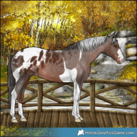 Horse Color:Liver Chestnut Tobiano Appaloosa 