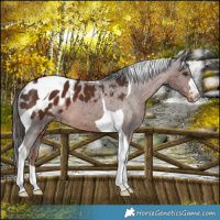 Horse Color:Liver Chestnut Tobiano Appaloosa 