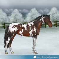 Horse Color:White Spotted Liver Chestnut Tobiano 