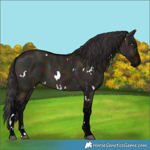 Horse Color:White Spotted Midnight Brown Dun 