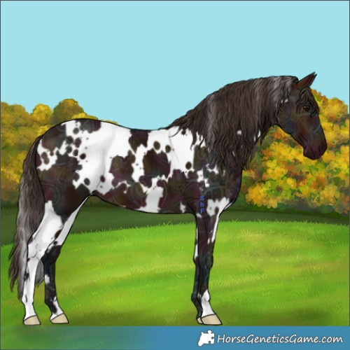 Horse Color:White Spotted Midnight Bay Ice 