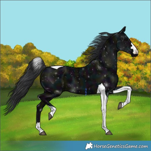 Horse Color:Midnight Black Tobiano 