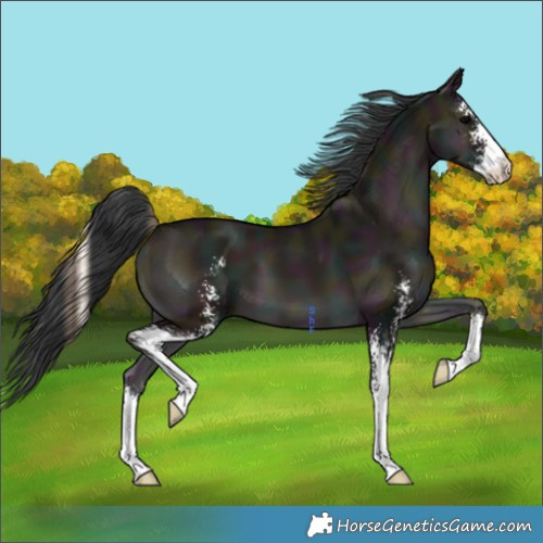 Horse Color:Midnight Grullo Onyx Sabino 