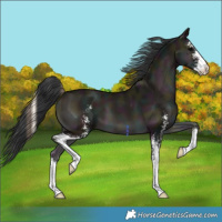 Horse Color:Midnight Grullo Onyx Sabino 