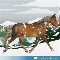 Horse Color:White Spotted Chocolate Palomino