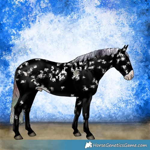 Horse Color:Nacre Brown Ice Sabino 